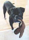 Tyson! photo 3