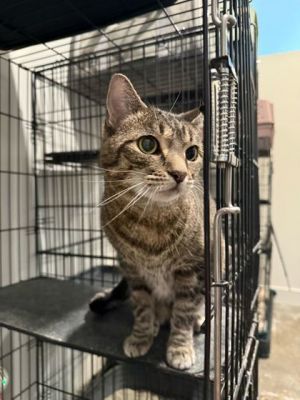 Itsy Bitsy, Adult Female unknown