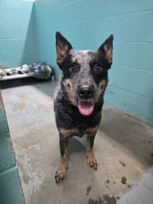 Blue Belle, Young Female unknown