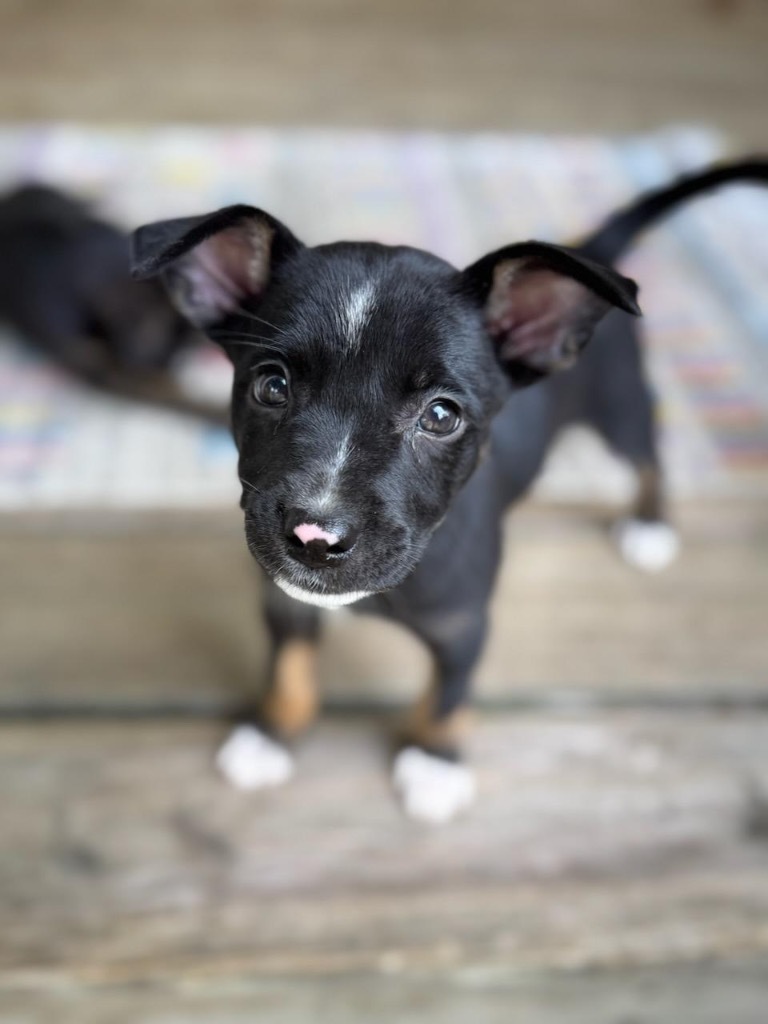 Rosie