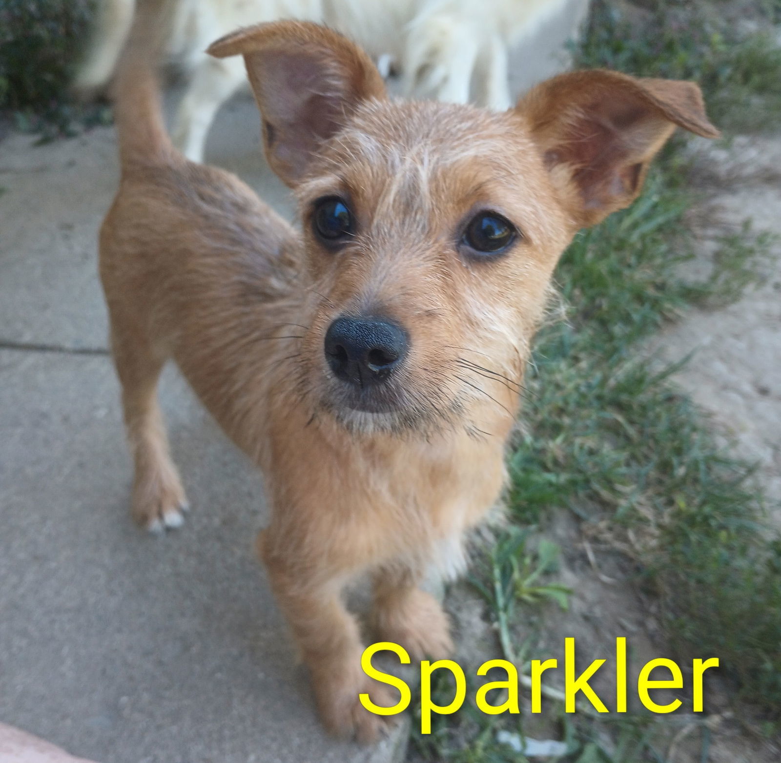 Patriotic Pups - Sparkler, an adoptable Yorkshire Terrier, Papillon in Ashville, OH, 43103 | Photo Image 1