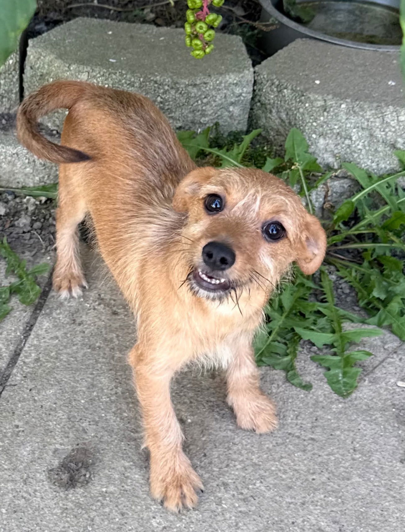 Patriotic Pups - Sparkler, an adoptable Yorkshire Terrier, Papillon in Ashville, OH, 43103 | Photo Image 2