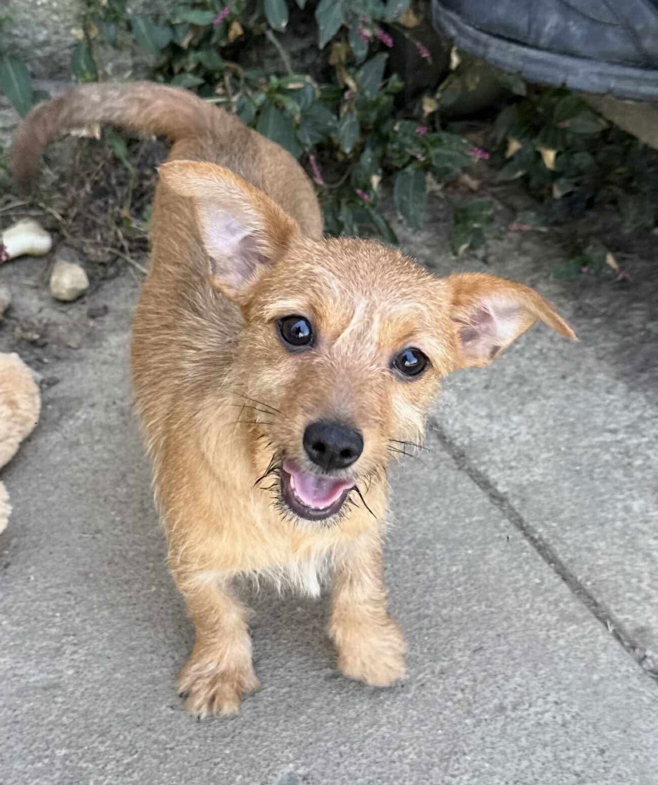 Patriotic Pups - Sparkler, an adoptable Yorkshire Terrier, Papillon in Ashville, OH, 43103 | Photo Image 3