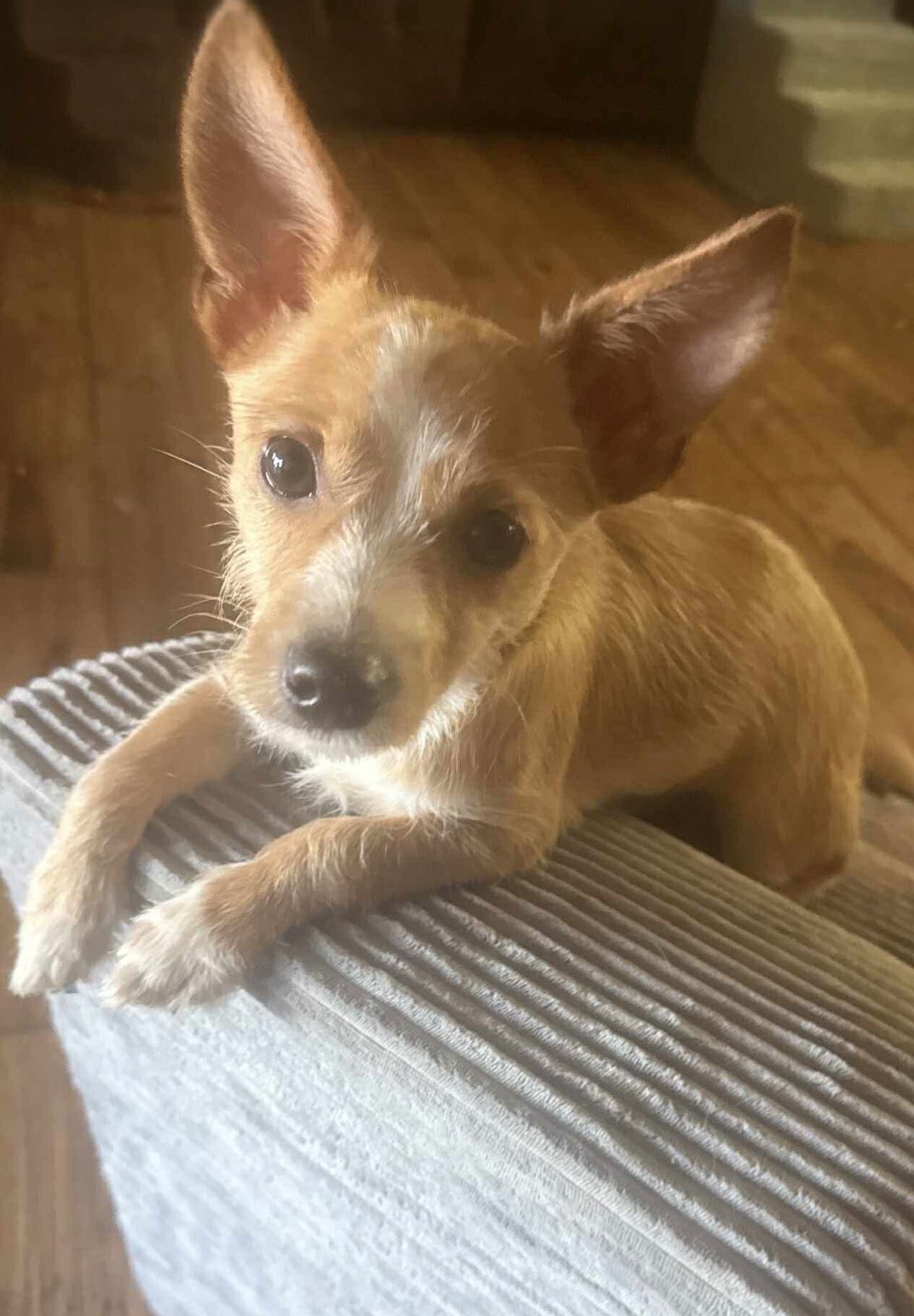 Patriotic Pups - Liberty, an adoptable Yorkshire Terrier, Papillon in Ashville, OH, 43103 | Photo Image 1