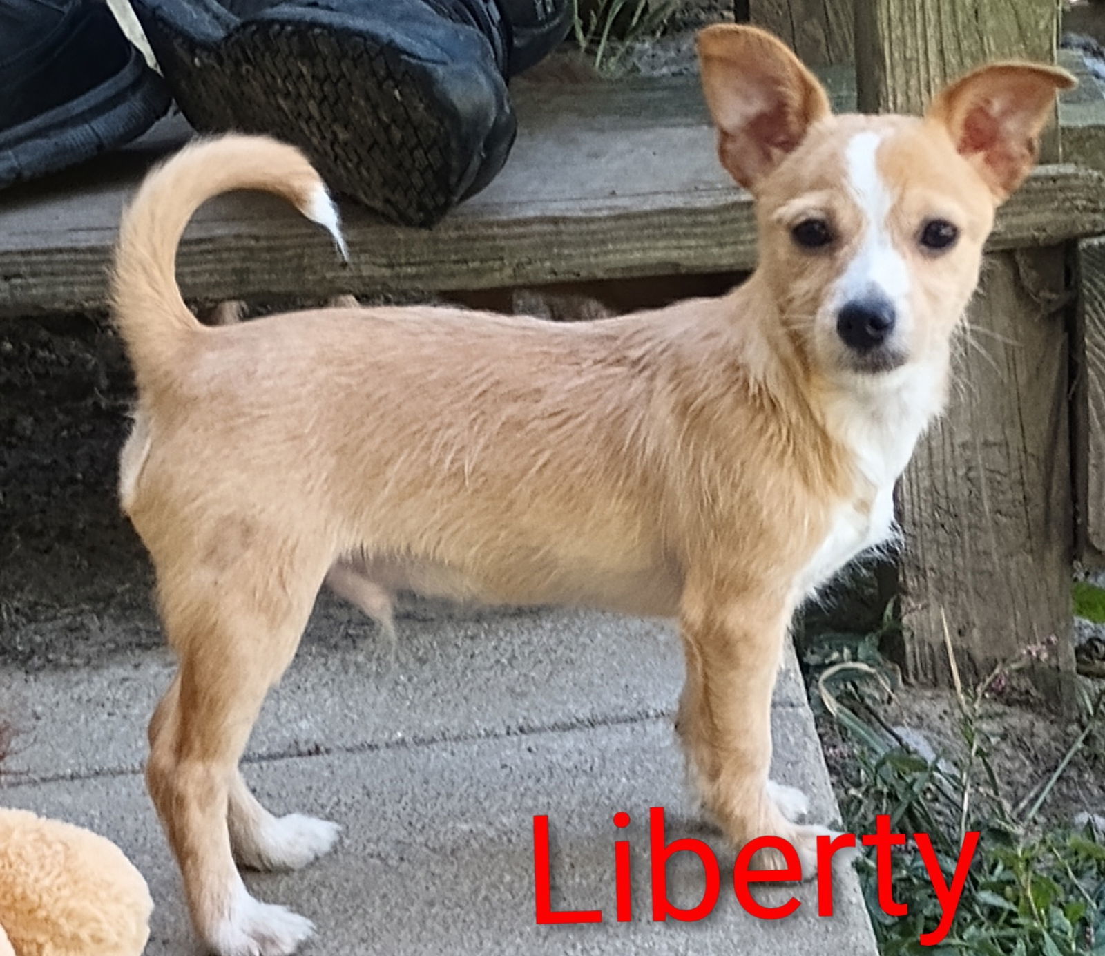 Patriotic Pups - Liberty, an adoptable Yorkshire Terrier, Papillon in Ashville, OH, 43103 | Photo Image 2