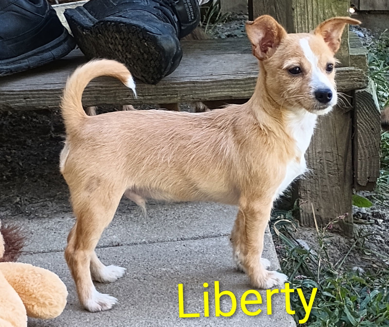 Patriotic Pups - Liberty, an adoptable Yorkshire Terrier, Papillon in Ashville, OH, 43103 | Photo Image 3