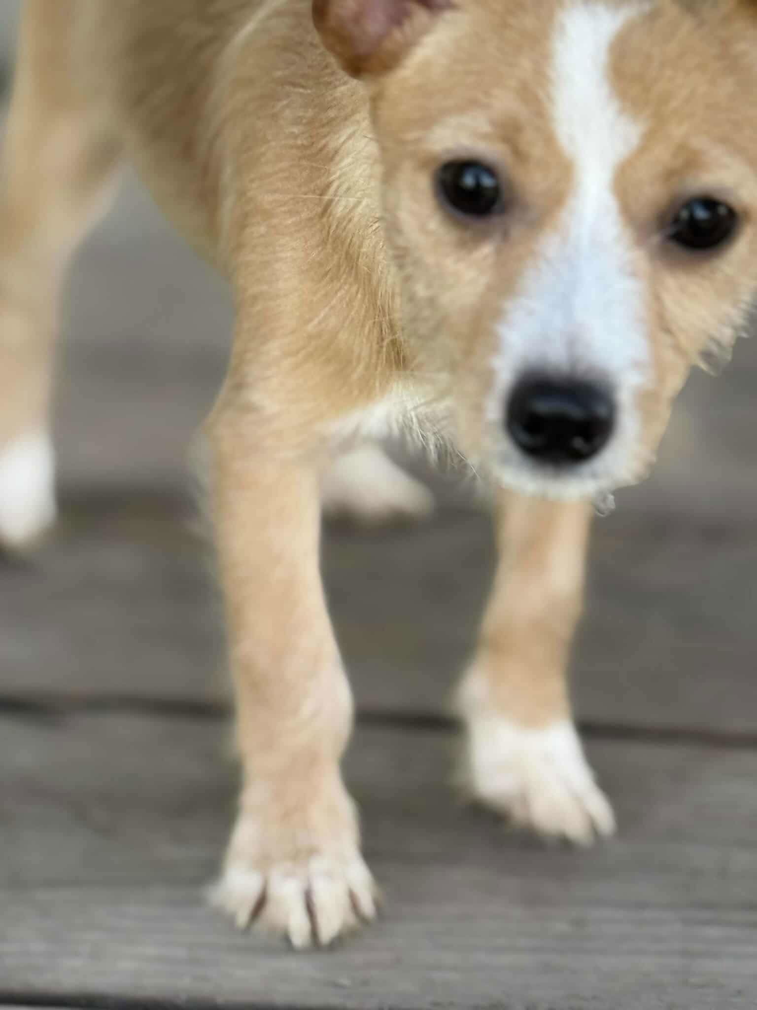 Patriotic Pups - Liberty, an adoptable Yorkshire Terrier, Papillon in Ashville, OH, 43103 | Photo Image 3