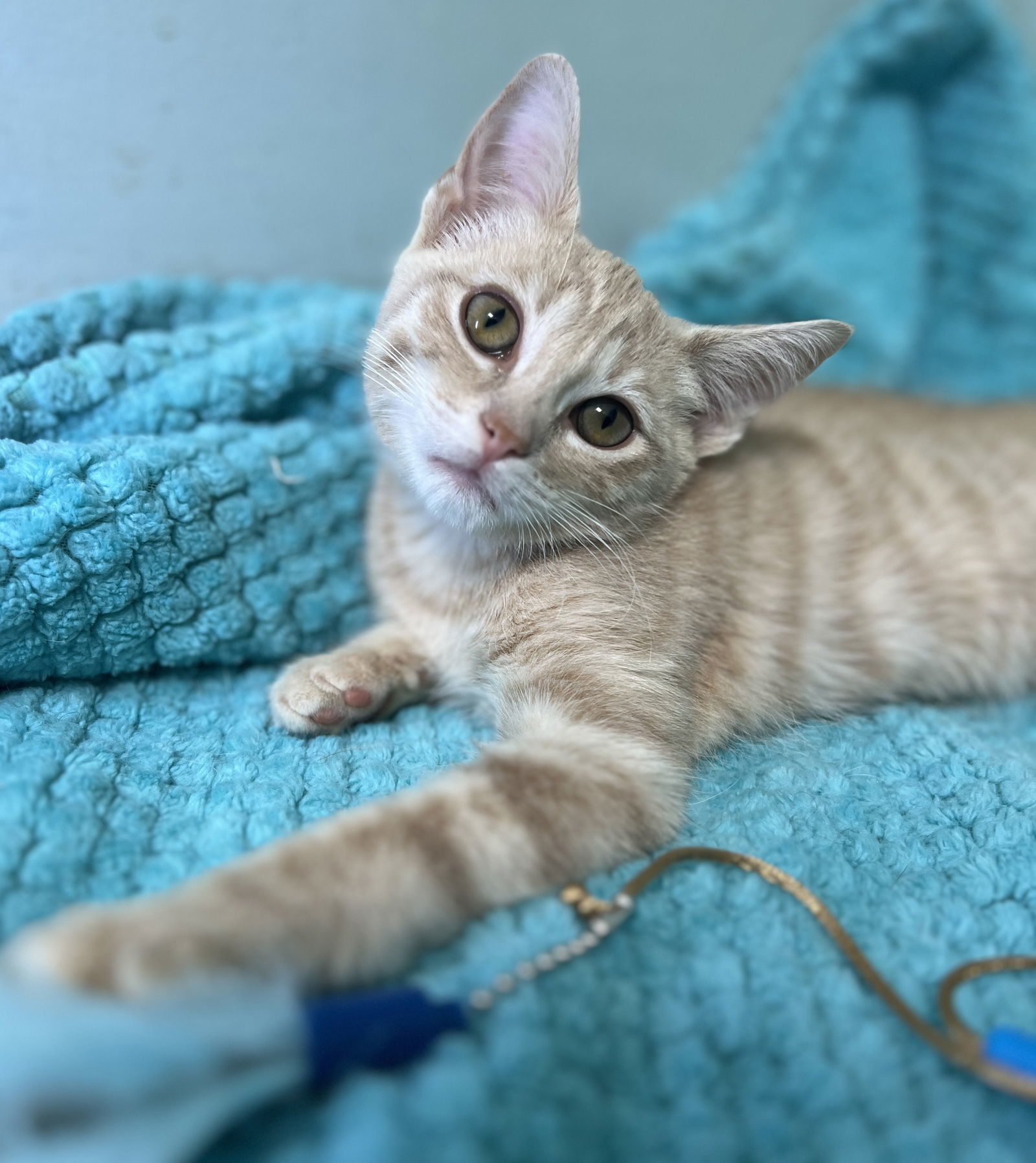 Oliver