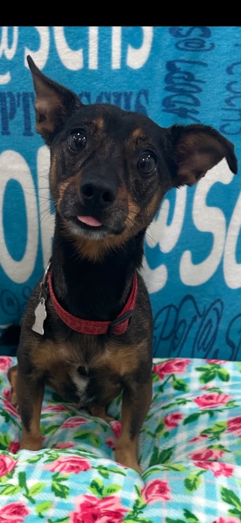 Boo, an adoptable Dachshund, Chihuahua in Brookings, OR, 97415 | Photo Image 1