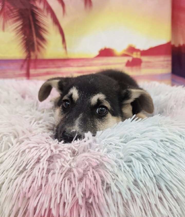 Bart, an adoptable Australian Shepherd in Brookings, OR, 97415 | Photo Image 1