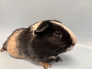 Skid, Adult Male unknown