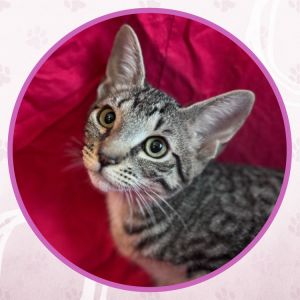 Corvair, Baby Female unknown