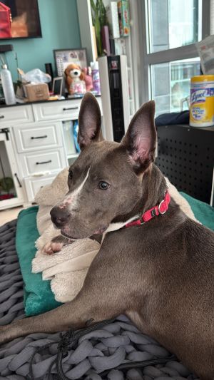 Dixie, Adult Female unknown