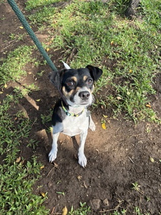 Louie, an adoptable Terrier, Mixed Breed in Honolulu, HI, 96826 | Photo Image 1