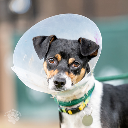 Louie, an adoptable Terrier, Mixed Breed in Honolulu, HI, 96826 | Photo Image 2