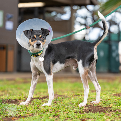 Louie, an adoptable Terrier, Mixed Breed in Honolulu, HI, 96826 | Photo Image 3