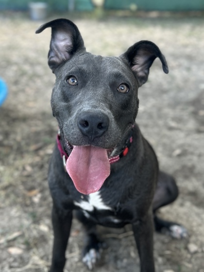 Stella
