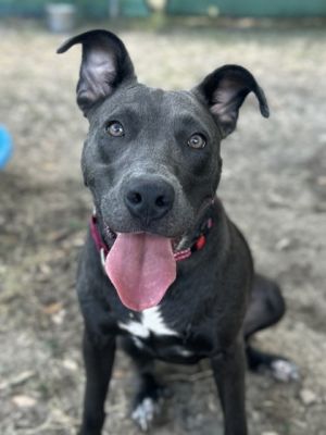Stella, Adult Female unknown