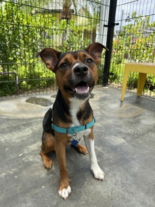 Cedar, an adoptable Terrier, Beagle in Honolulu, HI, 96826 | Photo Image 1