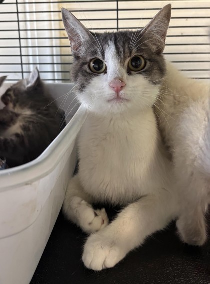 Cucumber, an adoptable Domestic Short Hair in Pendleton, OR, 97801 | Photo Image 1