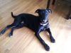 Millie photo 2