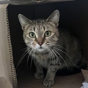 Angel, Adult Female unknown