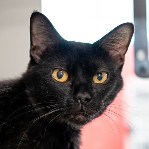 Jolene, Adult Female unknown