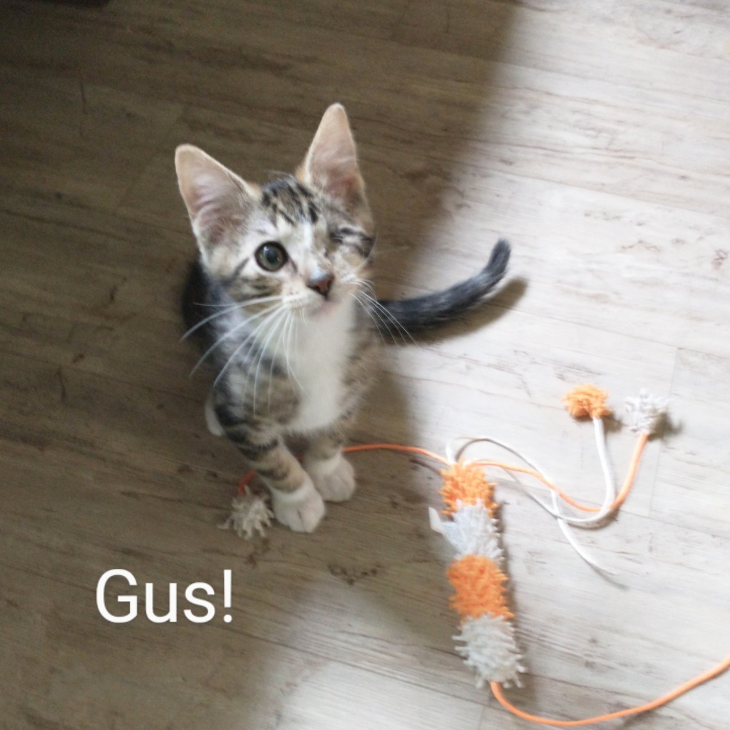 Gus (and Rocky)