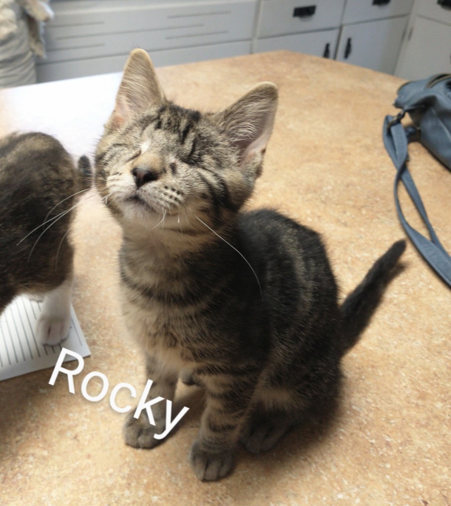 Rocky (and Gus)