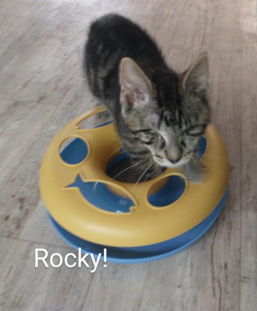 Rocky (and Gus)
