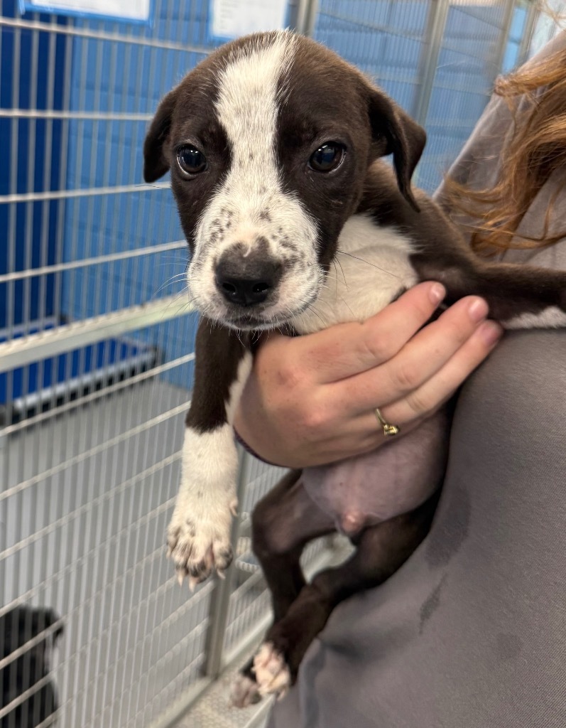 Elvira (Elvira litter)
