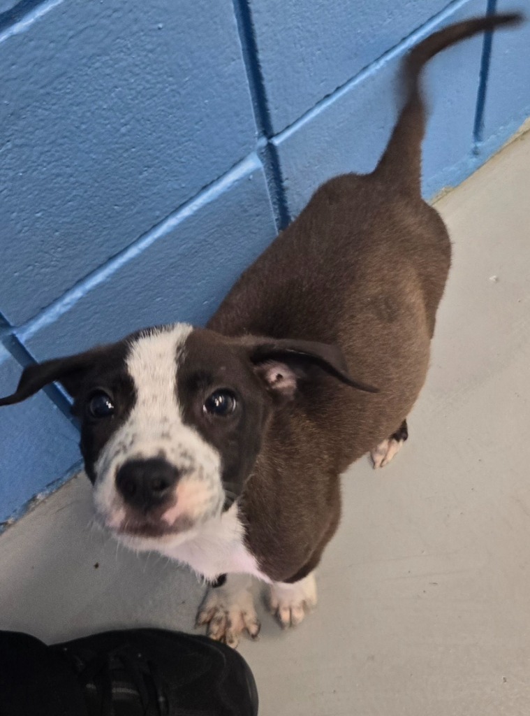 Elvira (Elvira litter)