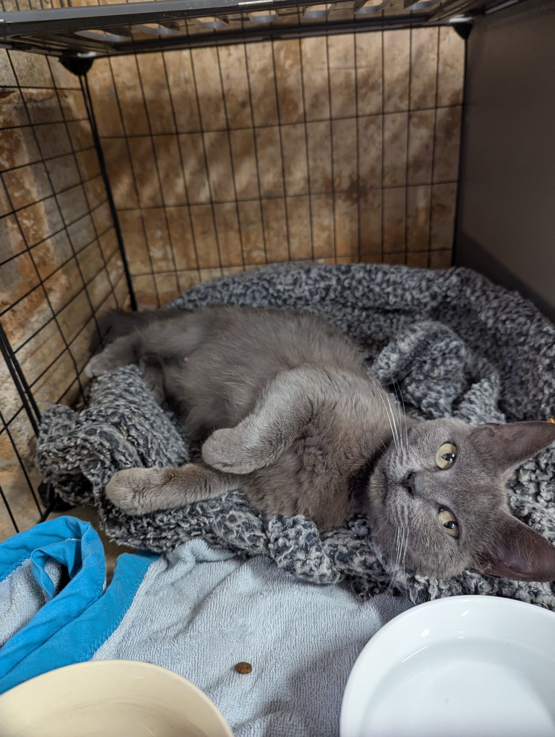Milo