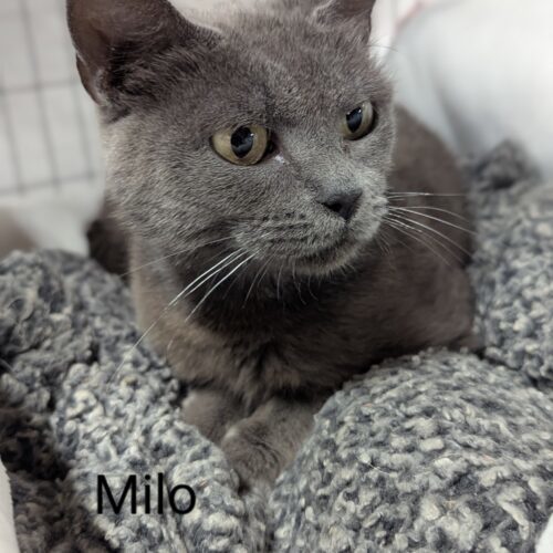 Milo
