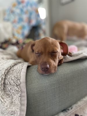 Copper, Baby Male unknown