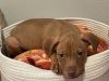 Copper photo 3