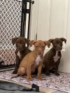 Copper photo 5