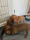 Copper photo 6