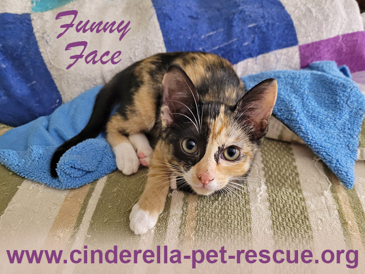 Funny Face