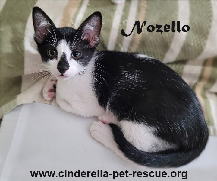 Nozello