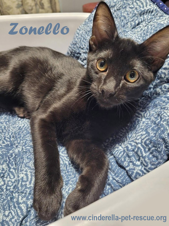 Zonello