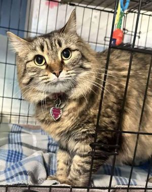 Bridgette, Adult Female unknown