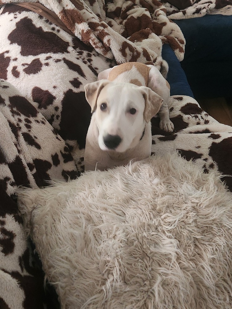 Dylan