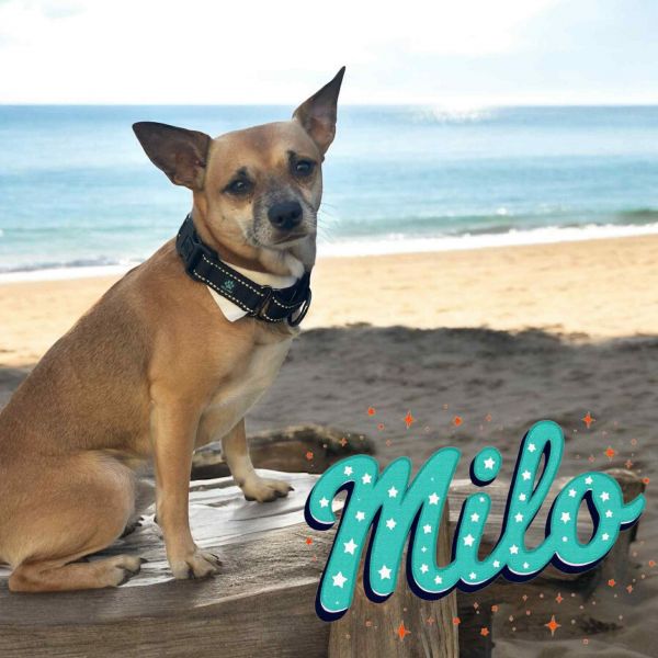 Milo photo 1