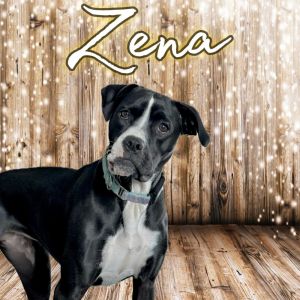 Zena, Adult Female unknown