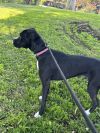 Zena photo 6
