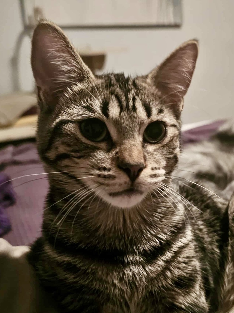 Ziggy