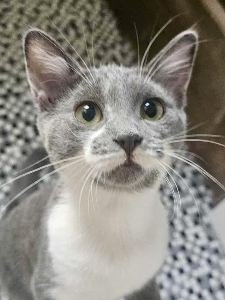 Fiona