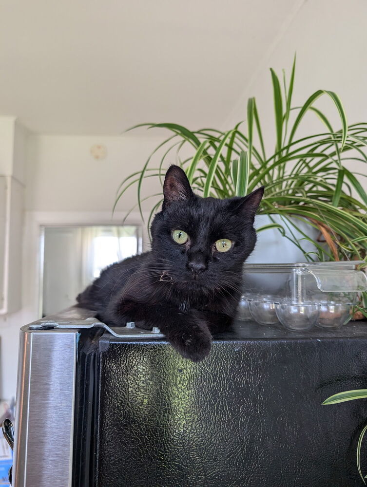 Ramona