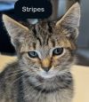 Stripes photo 3
